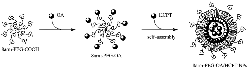 Nanoparticles of eight-arm PEG (polyethylene glycol)-oleanolic acid drug carrier and preparation