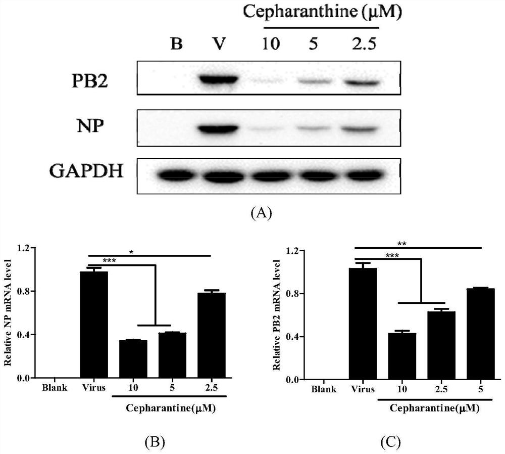 Application of cepharanthine in preparation of anti-influenza virus drugs