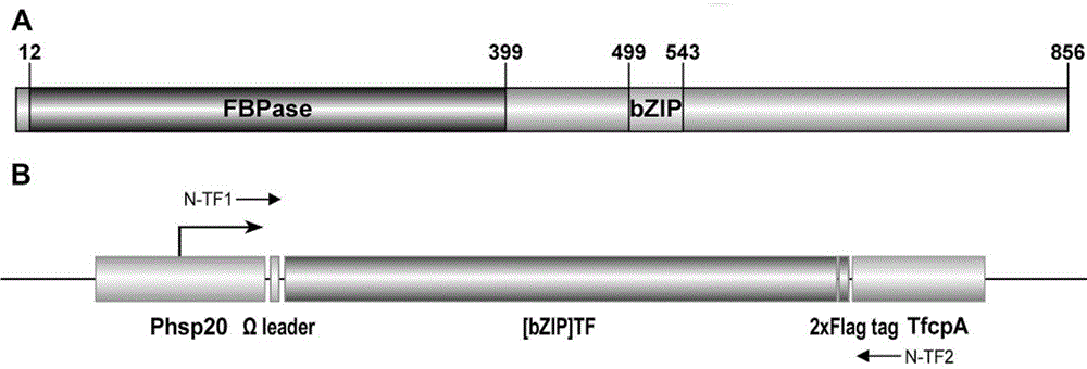 DNA sequence and application thereof