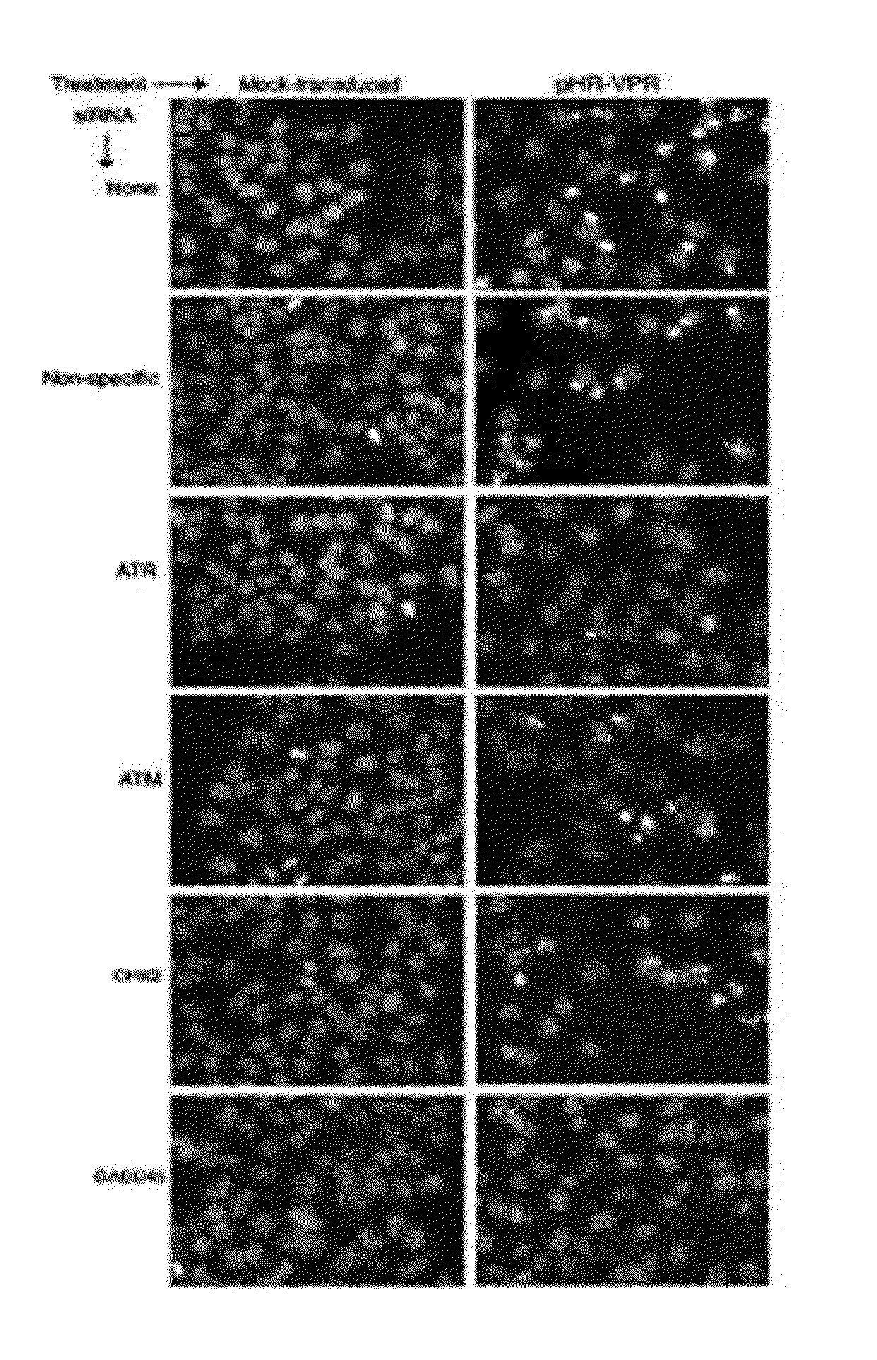 Cell Cycle Arrest and Apoptosis