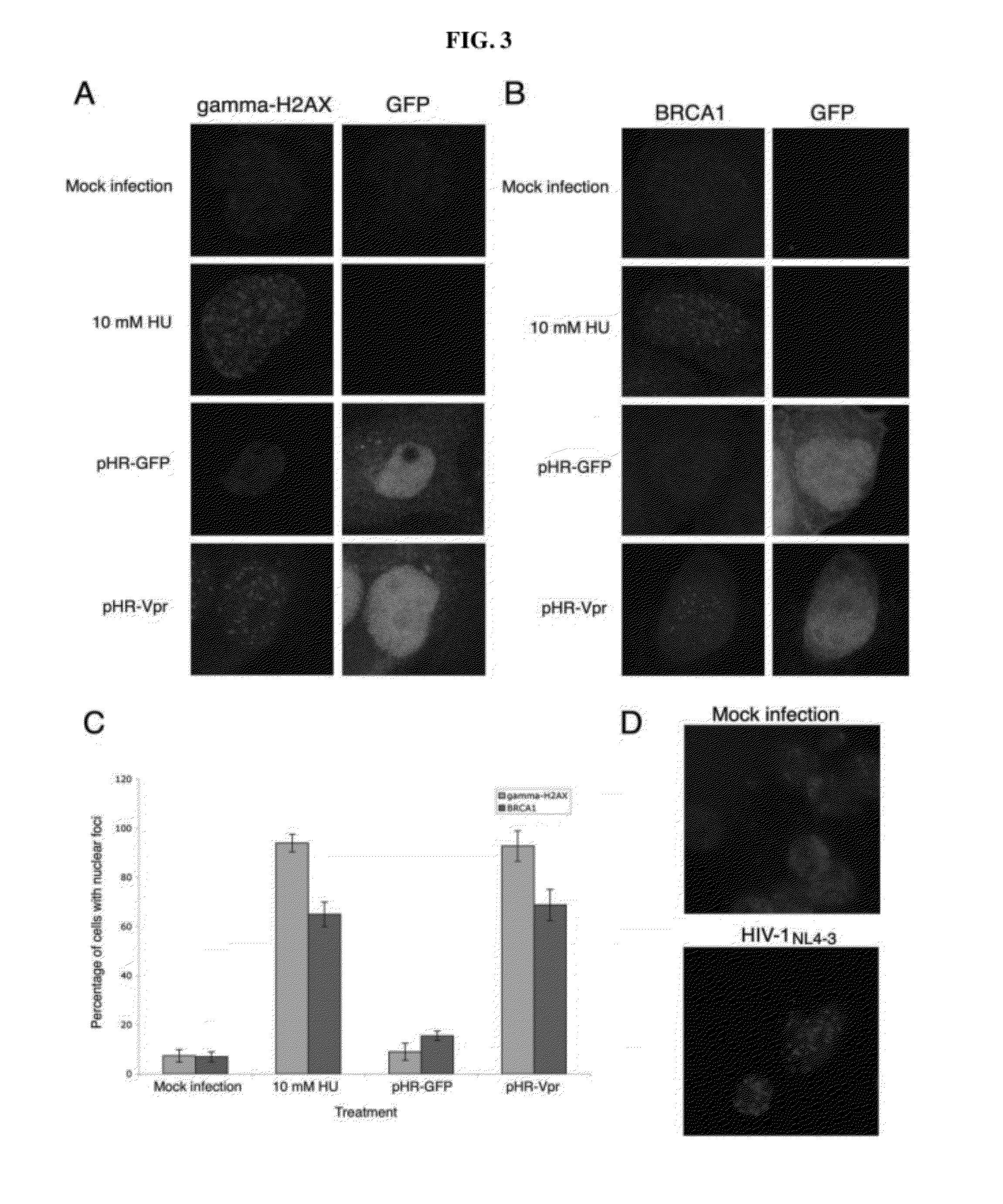 Cell Cycle Arrest and Apoptosis