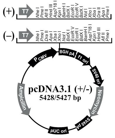 Method for preparing novel coronavirus nucleocapsid protein by using HEK293 cells