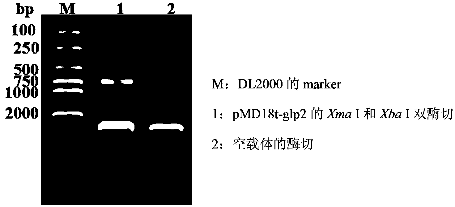 Construction method and application of recombinant lactobacillus acidophilus for expressing glucagon-like peptide-2