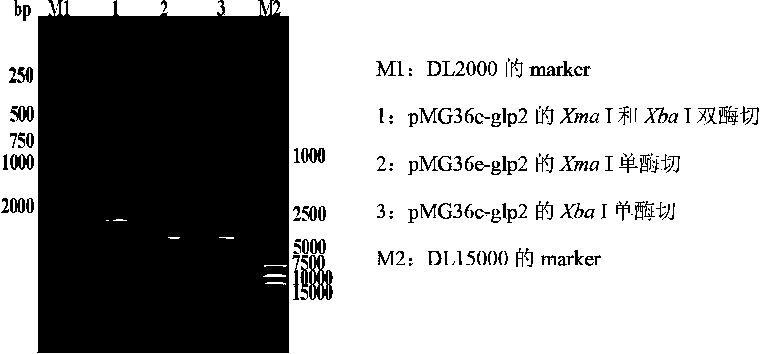 Construction method and application of recombinant lactobacillus acidophilus for expressing glucagon-like peptide-2