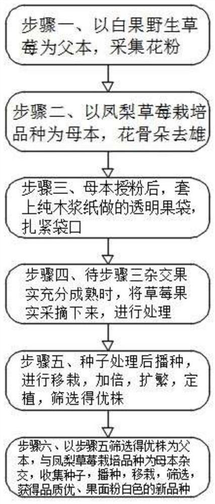 Breeding method of pink white strawberries and application of breeding method