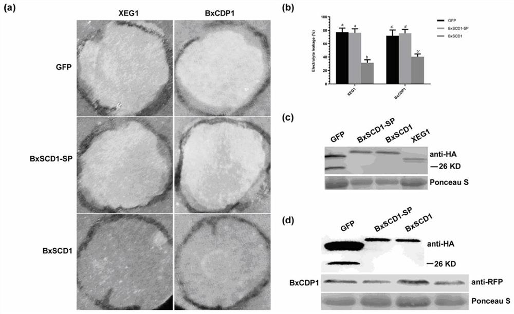 Bursaphelenchus xylophilus effector protein BxSCD1 and application thereof
