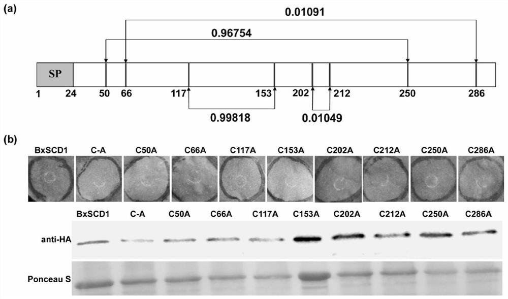 Bursaphelenchus xylophilus effector protein BxSCD1 and application thereof
