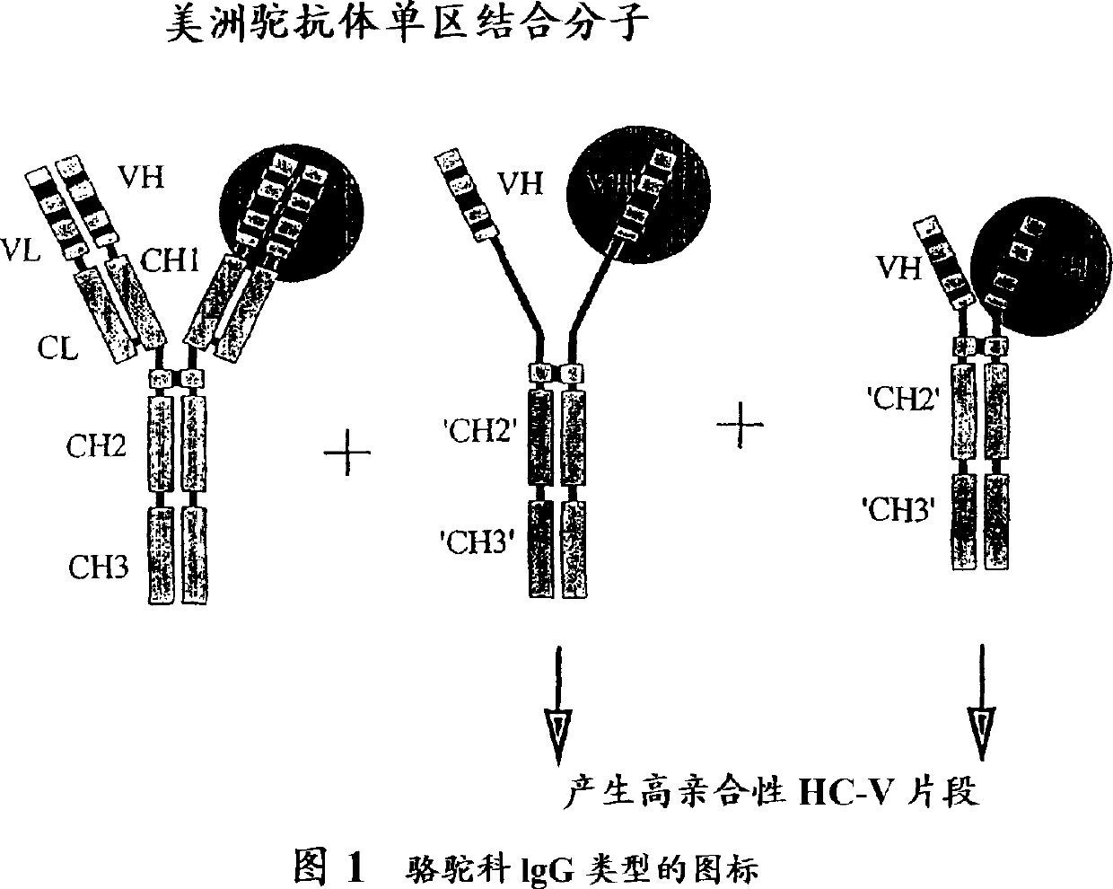 Multivalent antigen-binding proteins