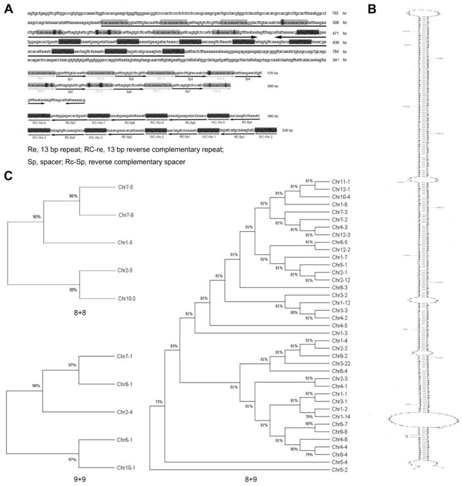 Homologous recombination mechanism-mediated precise sequence replacement gene editing method and its component structure