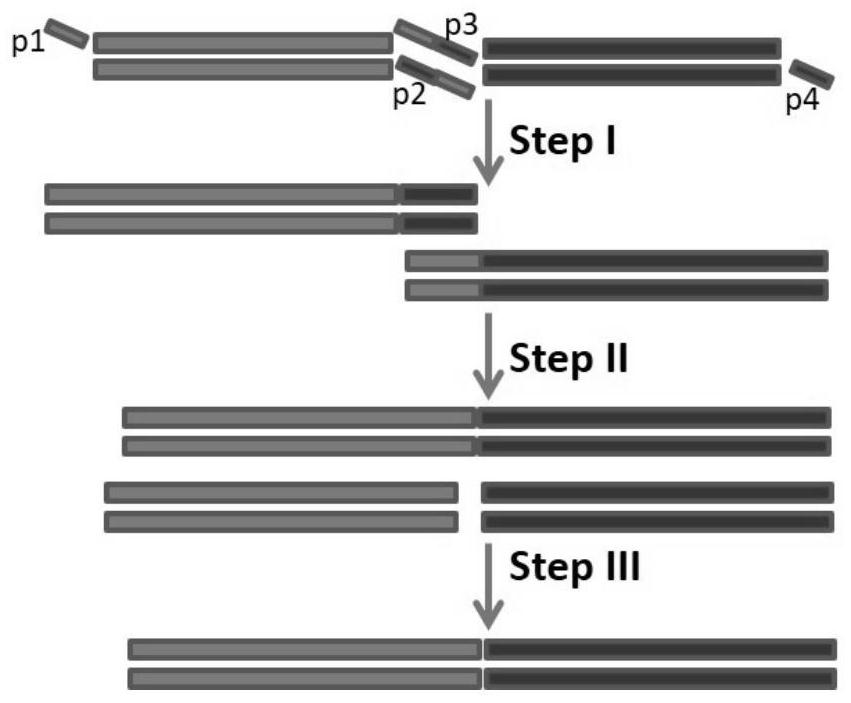 A kind of construction method of rabies virus G protein-capeppox virus recombinant vaccine