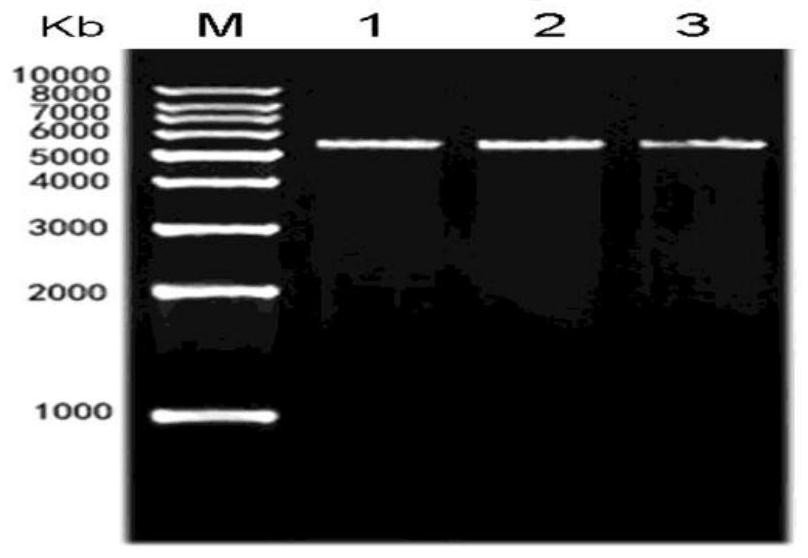 A polypeptide having binding affinity to human melanoma antigen a3 protein and use thereof