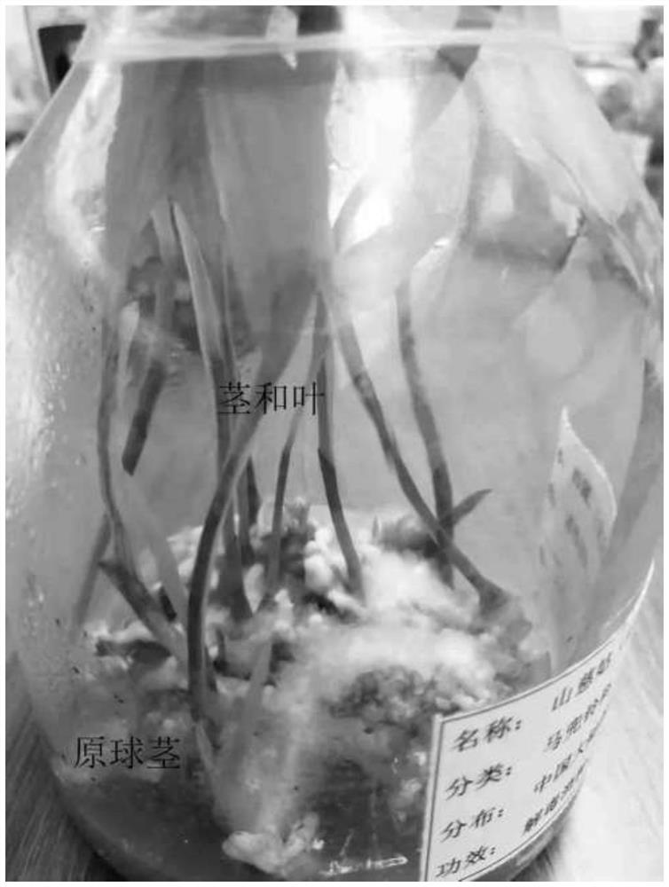 Culture medium and method for inducing one-step seedling formation of cremastra appendiculata pseudobulb plants