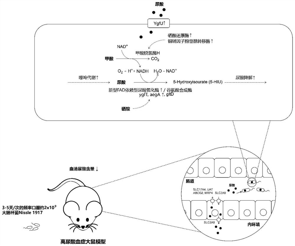 Uricase or homologous enzyme thereof as well as application of uricase or homologous enzyme