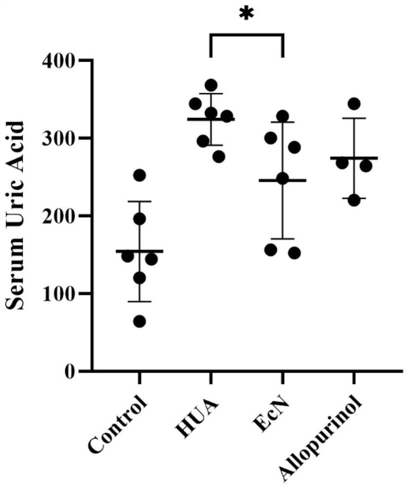 Uricase or homologous enzyme thereof as well as application of uricase or homologous enzyme