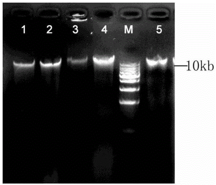 Method for extracting high-quality DNA (deoxyribonucleic acid) in dry leaves of soybeans suitable for transgenic detection