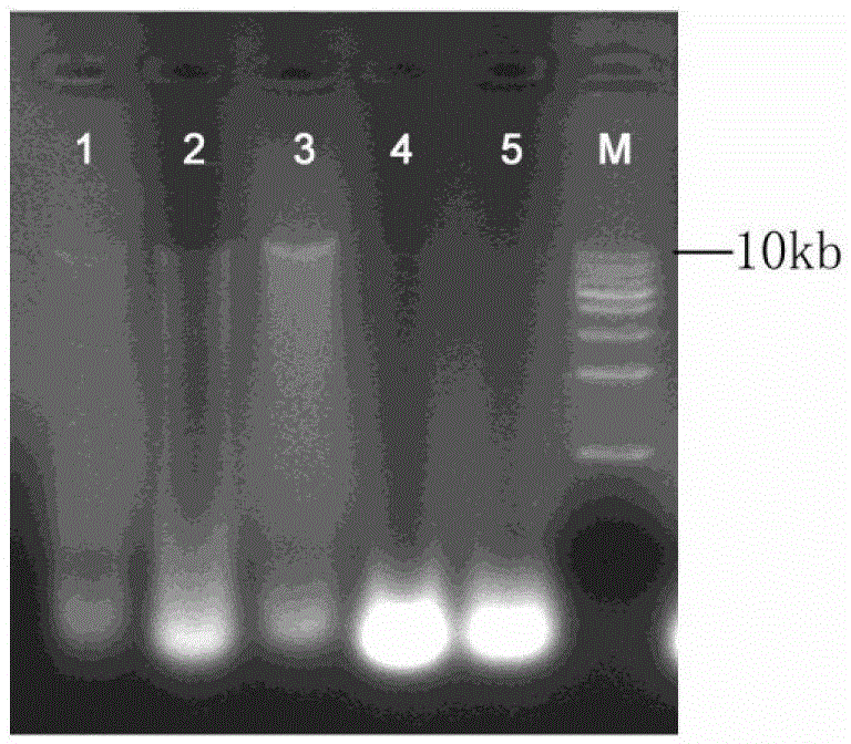 Method for extracting high-quality DNA (deoxyribonucleic acid) in dry leaves of soybeans suitable for transgenic detection