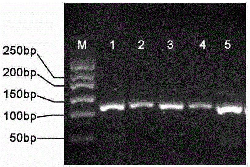 Method for extracting high-quality DNA (deoxyribonucleic acid) in dry leaves of soybeans suitable for transgenic detection