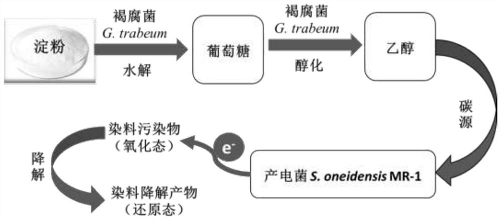 A dye anaerobic biological decolorization system and method