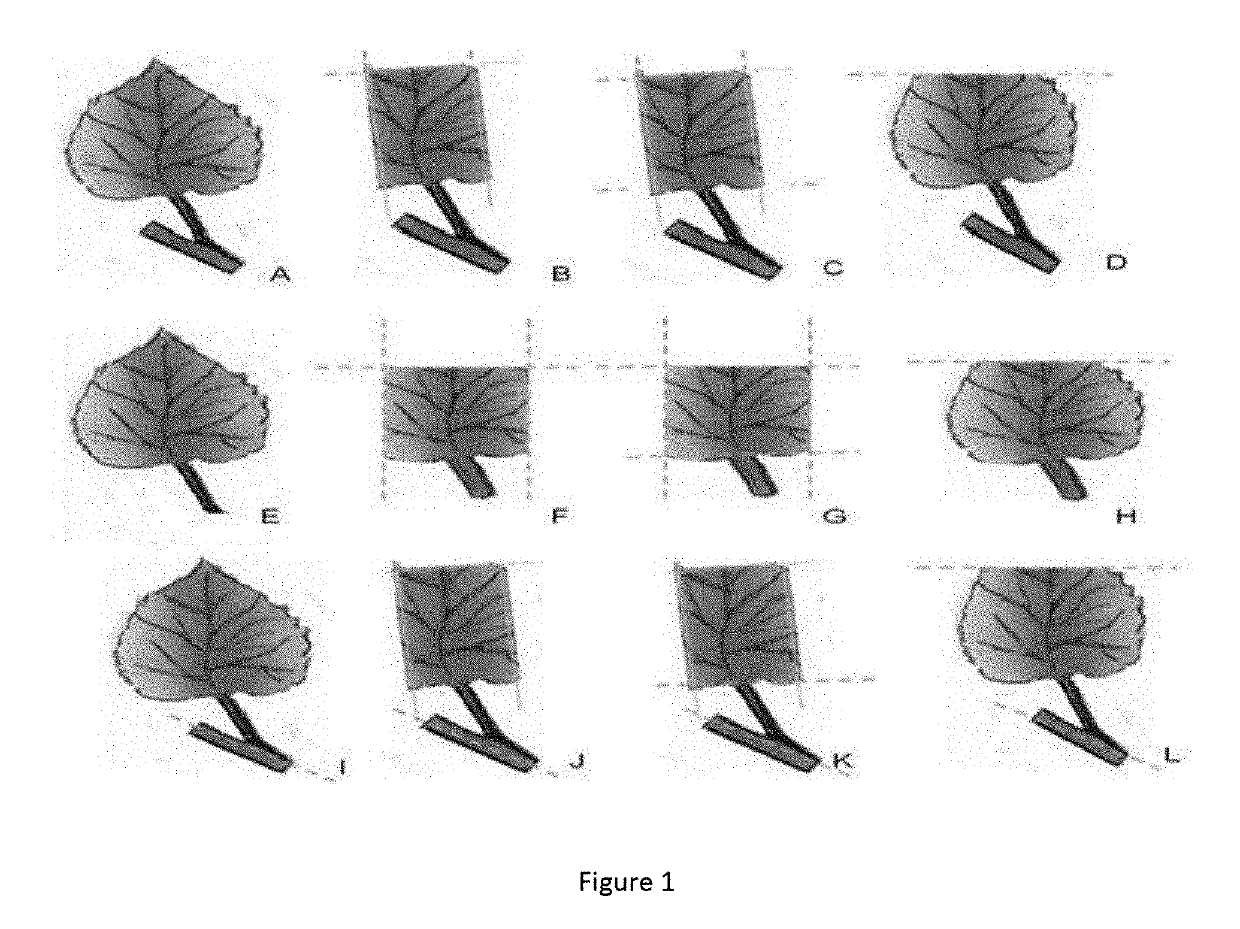 Method for propagation of woody plants from leaf cuttings