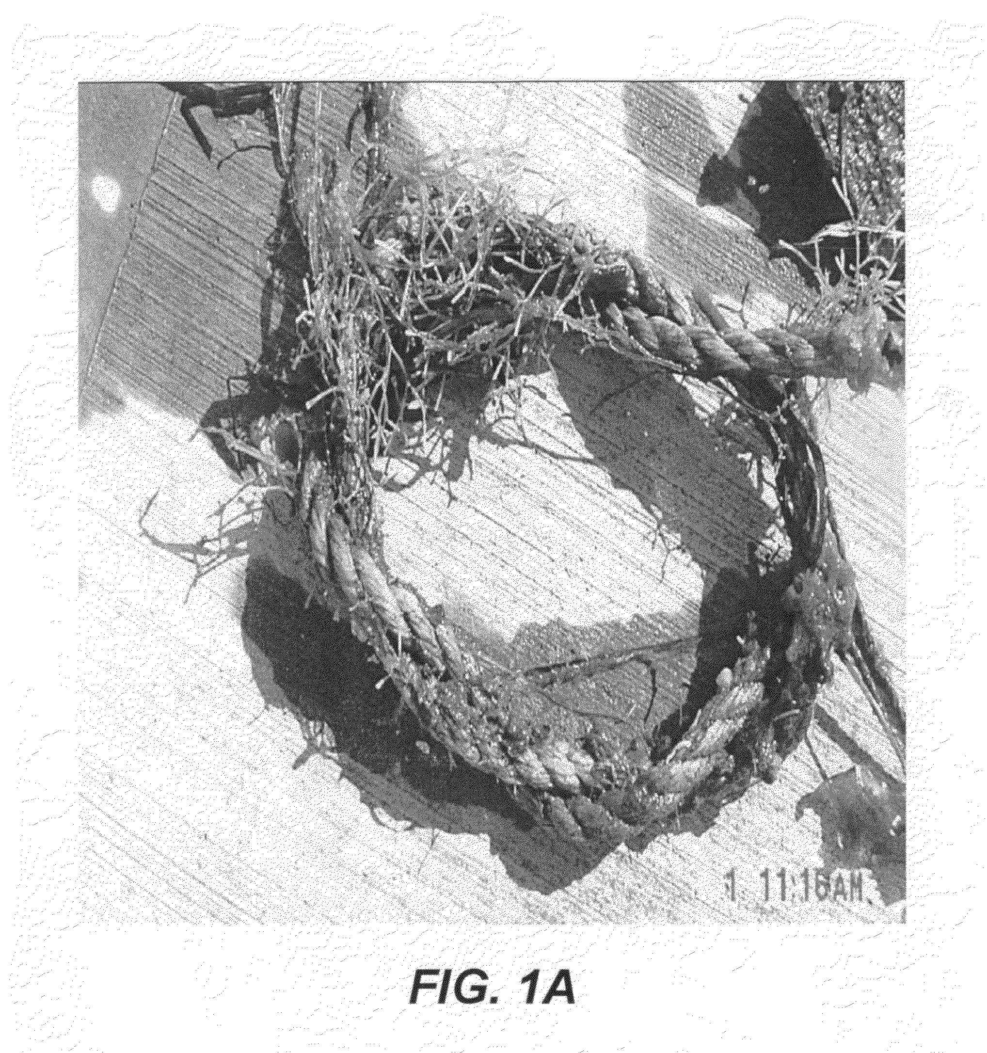 Polymer coatings containing phytochemical agents and methods for making and using same