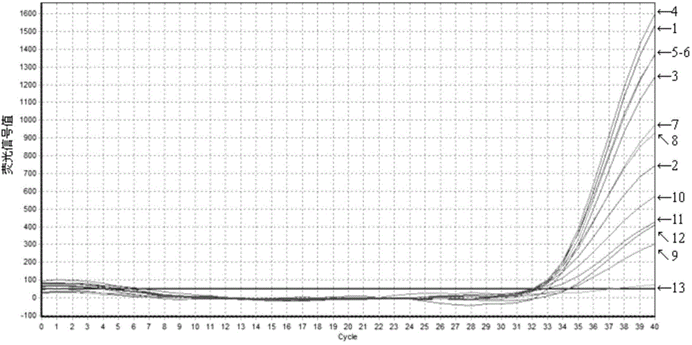 Didymella bryoniae fluorescent PCR detection method as well as primer and probe for didymella bryoniae fluorescent PCR detection method