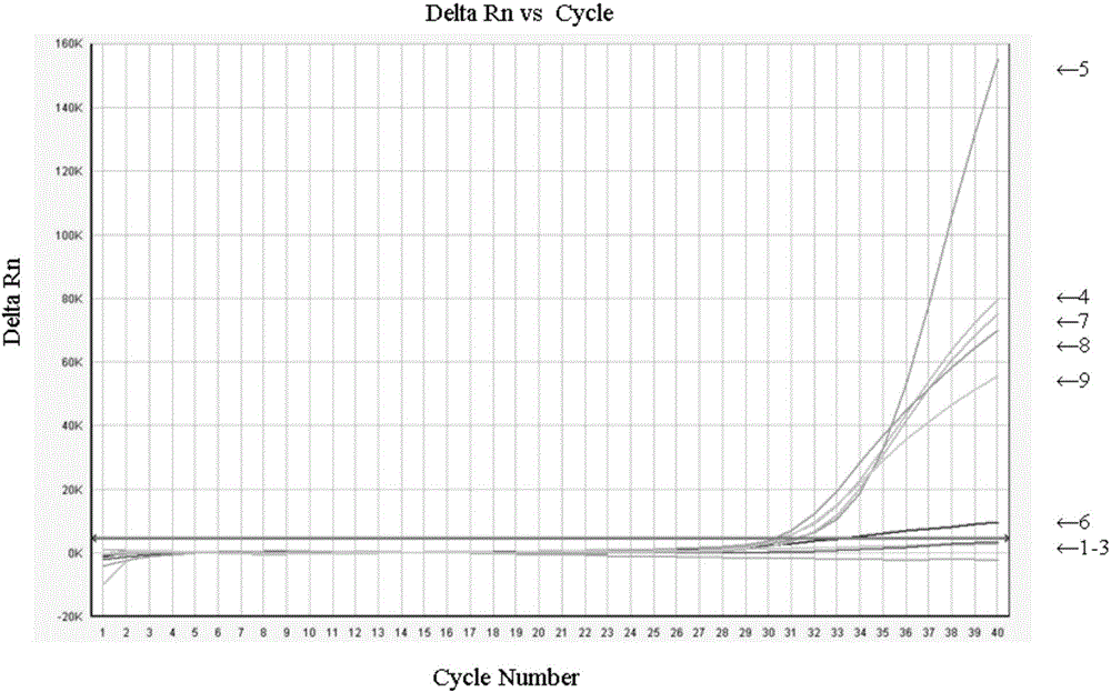 Didymella bryoniae fluorescent PCR detection method as well as primer and probe for didymella bryoniae fluorescent PCR detection method