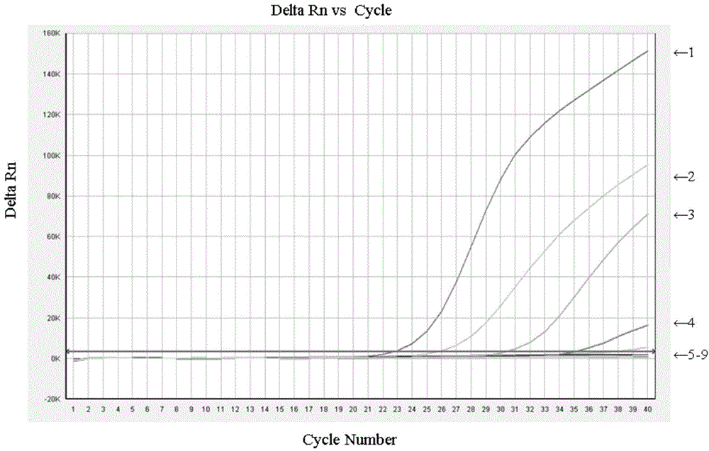 Didymella bryoniae fluorescent PCR detection method as well as primer and probe for didymella bryoniae fluorescent PCR detection method