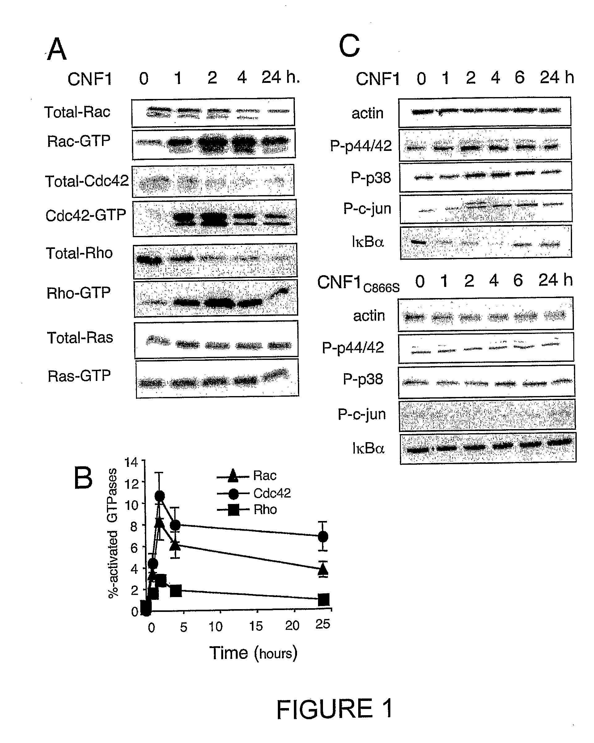 Vaccine composition comprising an immunoadjuvant compound consisting of a rho gtpase family activator