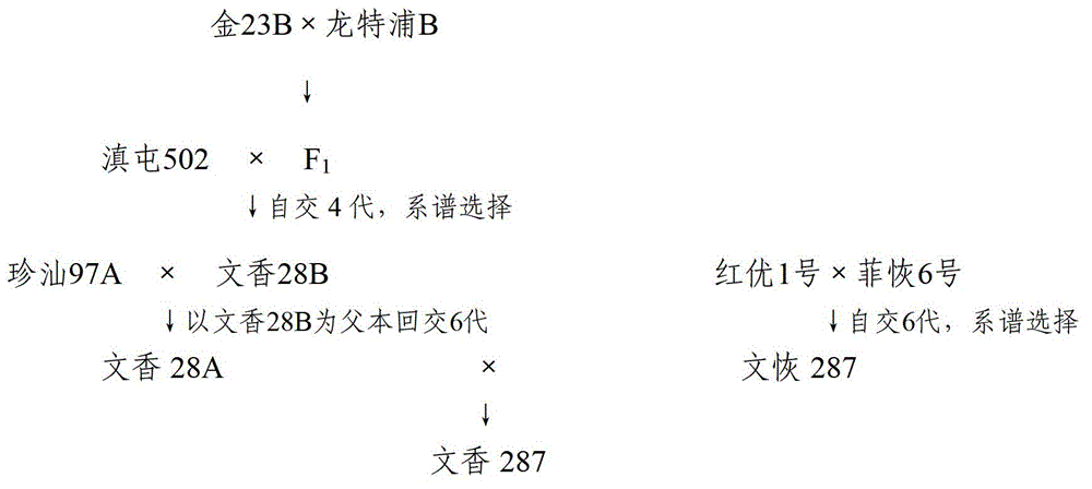 A kind of breeding method of all-fragrant soft rice three-line hybrid rice