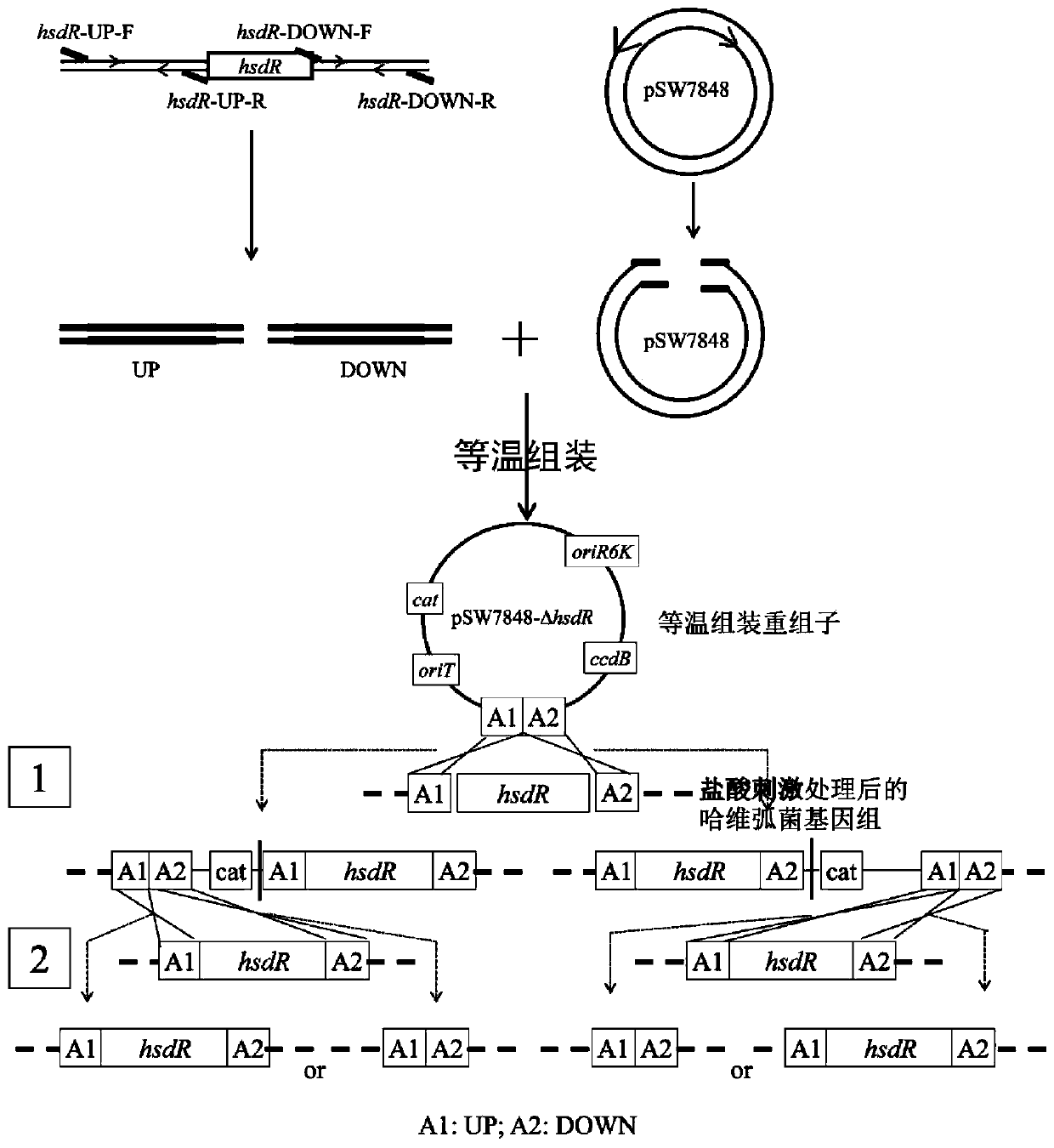 Vibrio harveyi homologous recombination gene knockout method based on hydrochloric acid stimulation