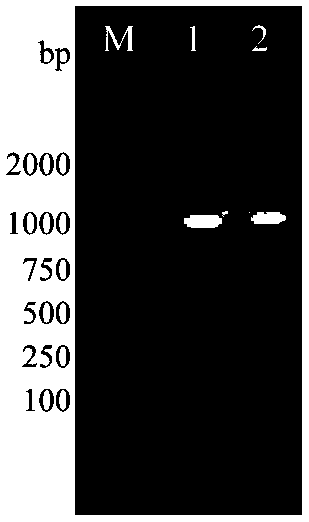 Vibrio harveyi homologous recombination gene knockout method based on hydrochloric acid stimulation