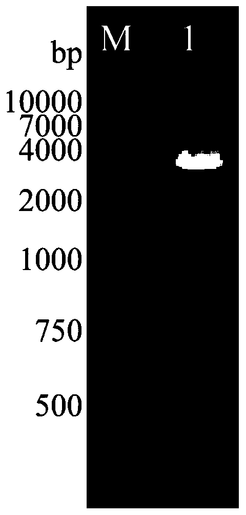 Vibrio harveyi homologous recombination gene knockout method based on hydrochloric acid stimulation