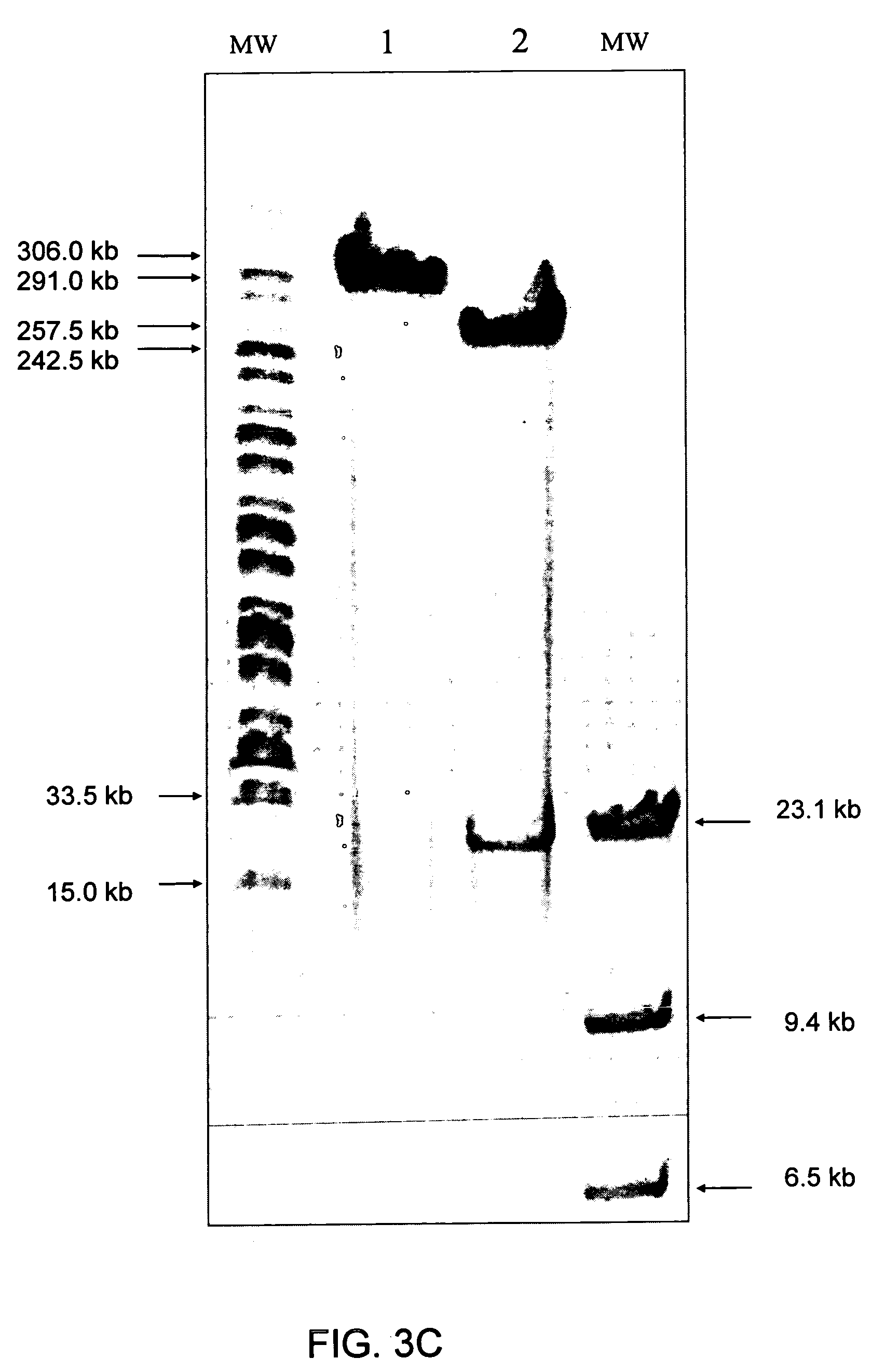 Immunizing fish against viral infection