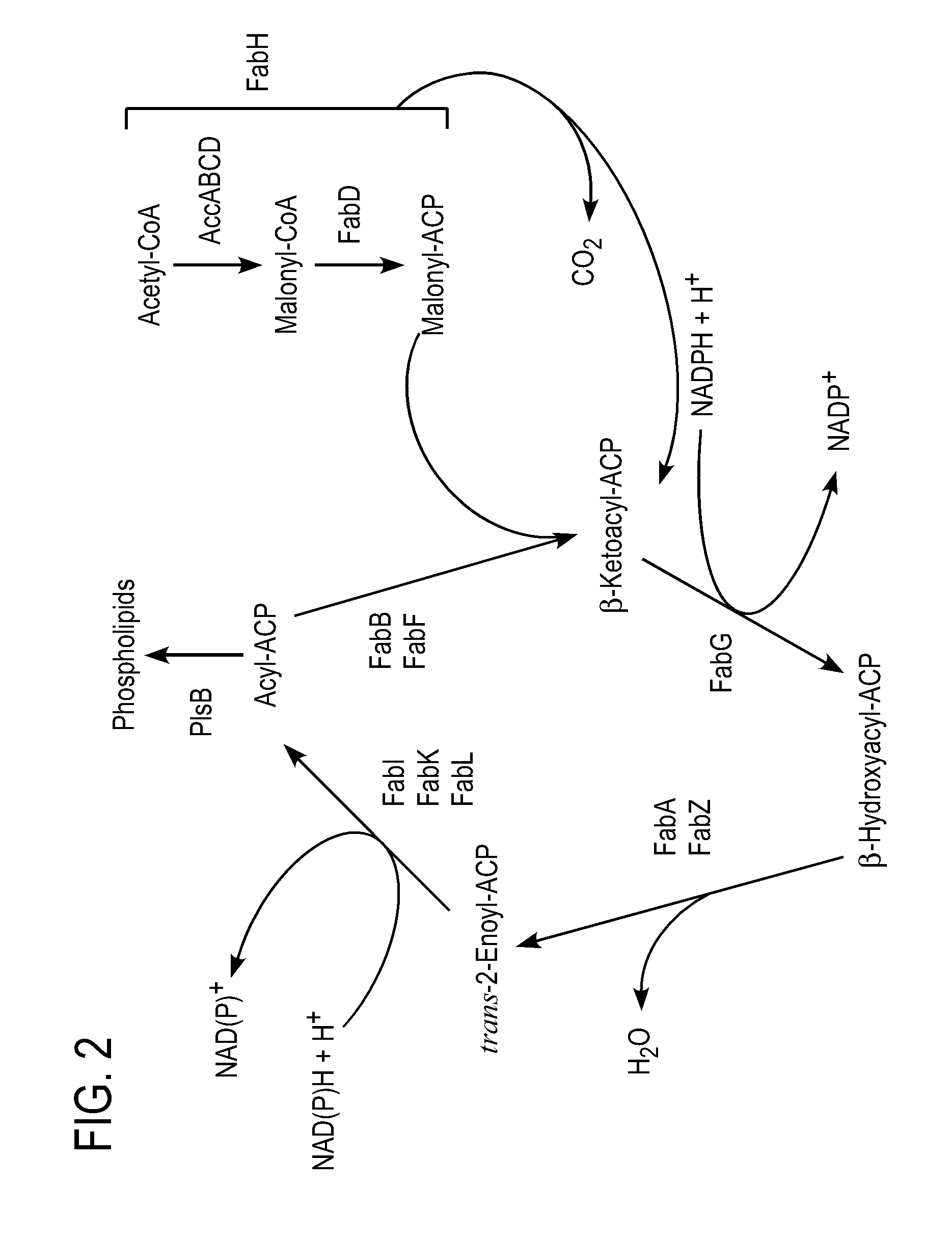Systems and methods for production of mixed fatty esters