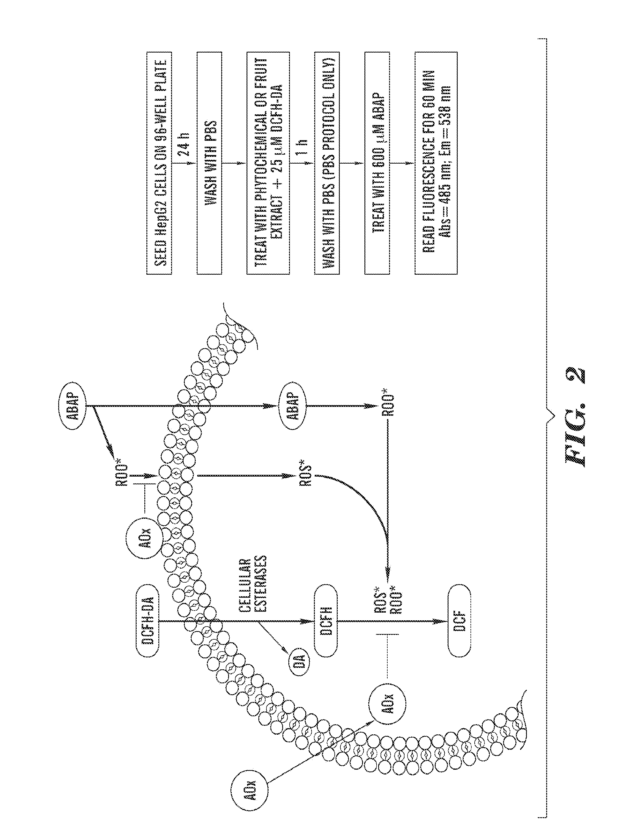 Cellular antioxidant activity (CAA) assay