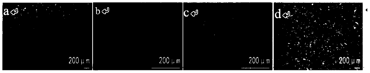 Separation method of mesenchymal stem cells