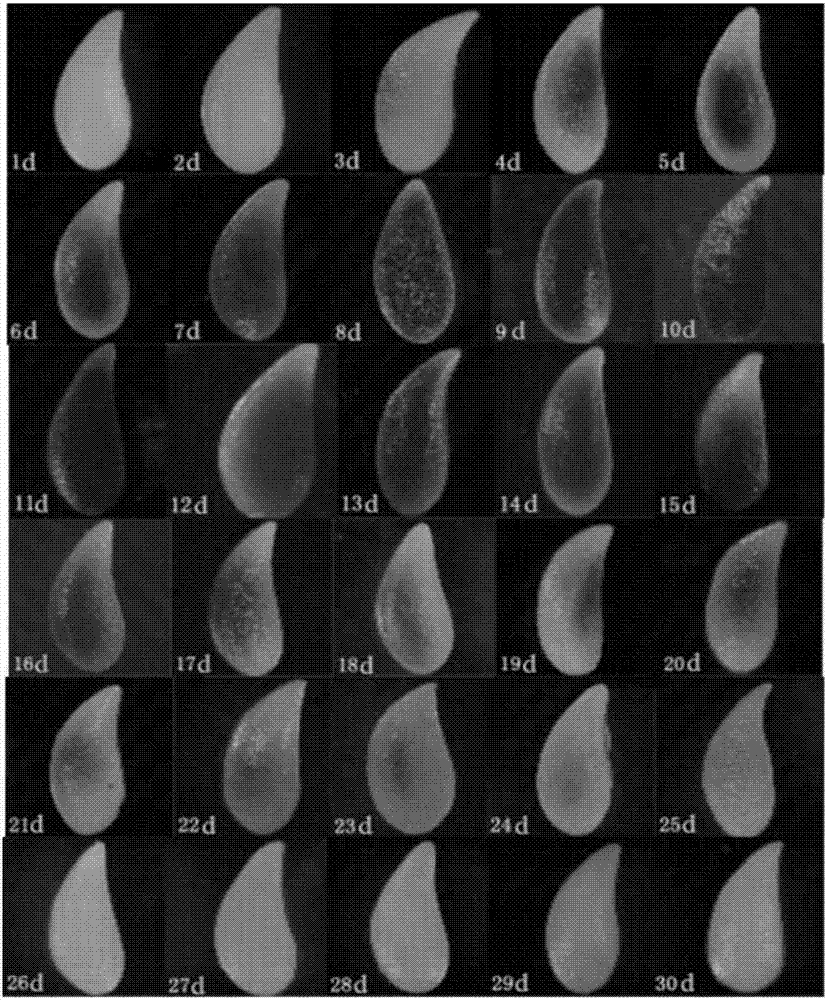 Dendrobium officinale seed production method based on flower organ development and corresponding obtaining method