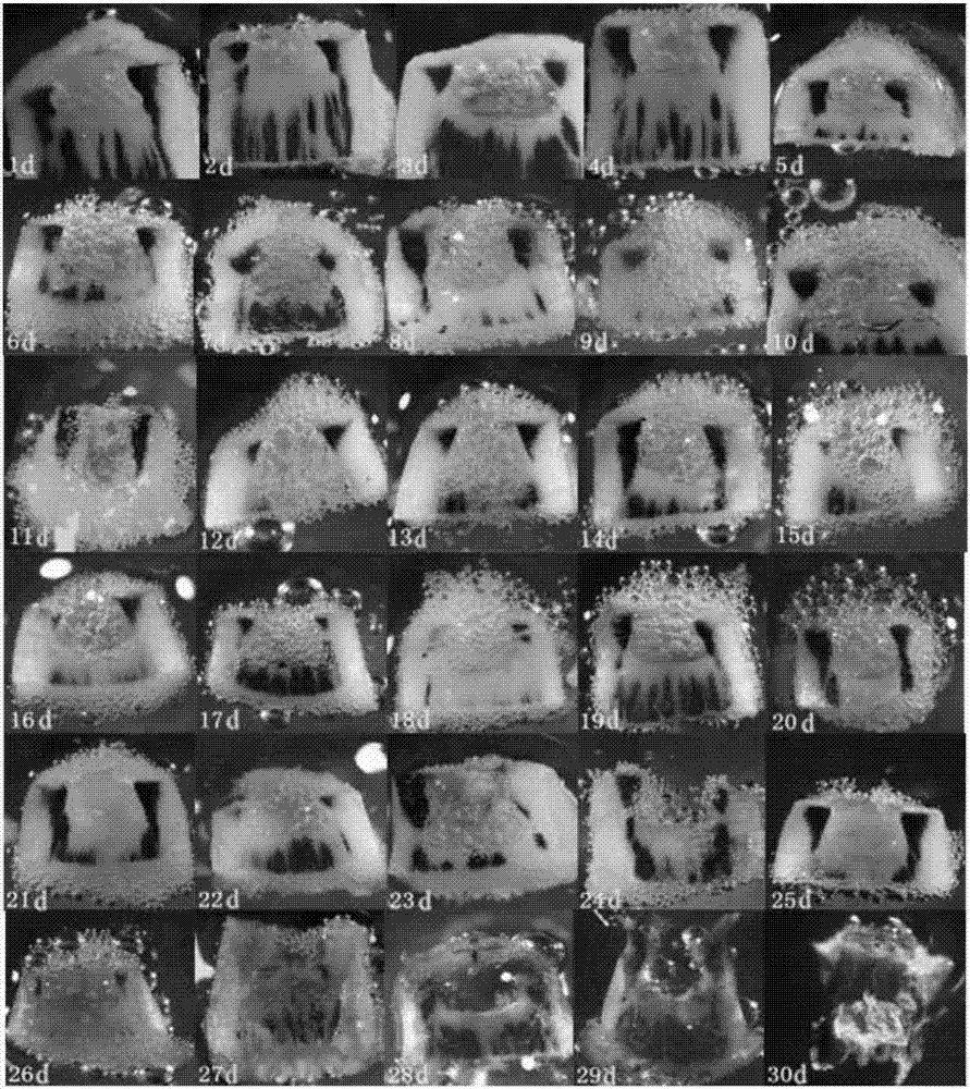 Dendrobium officinale seed production method based on flower organ development and corresponding obtaining method