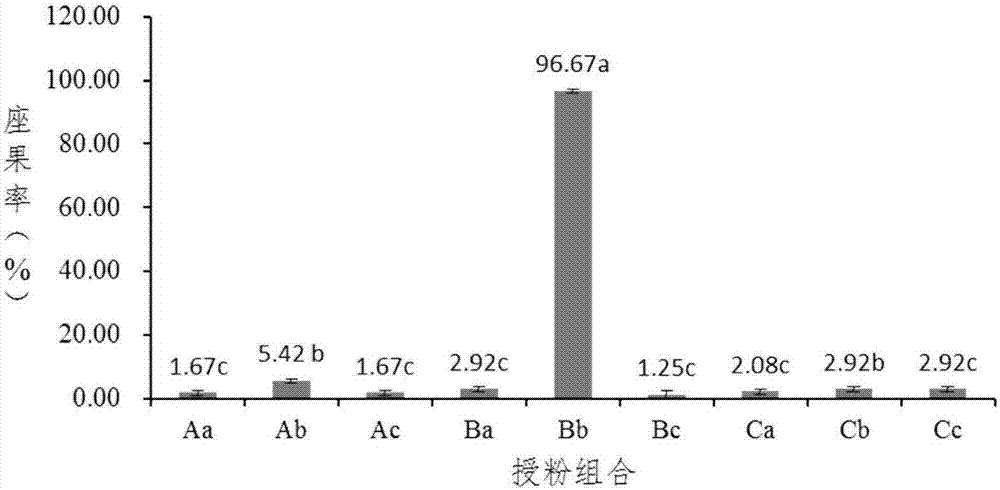 Dendrobium officinale seed production method based on flower organ development and corresponding obtaining method