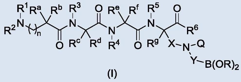 A kind of polypeptide derivative and its use in the field of medicine