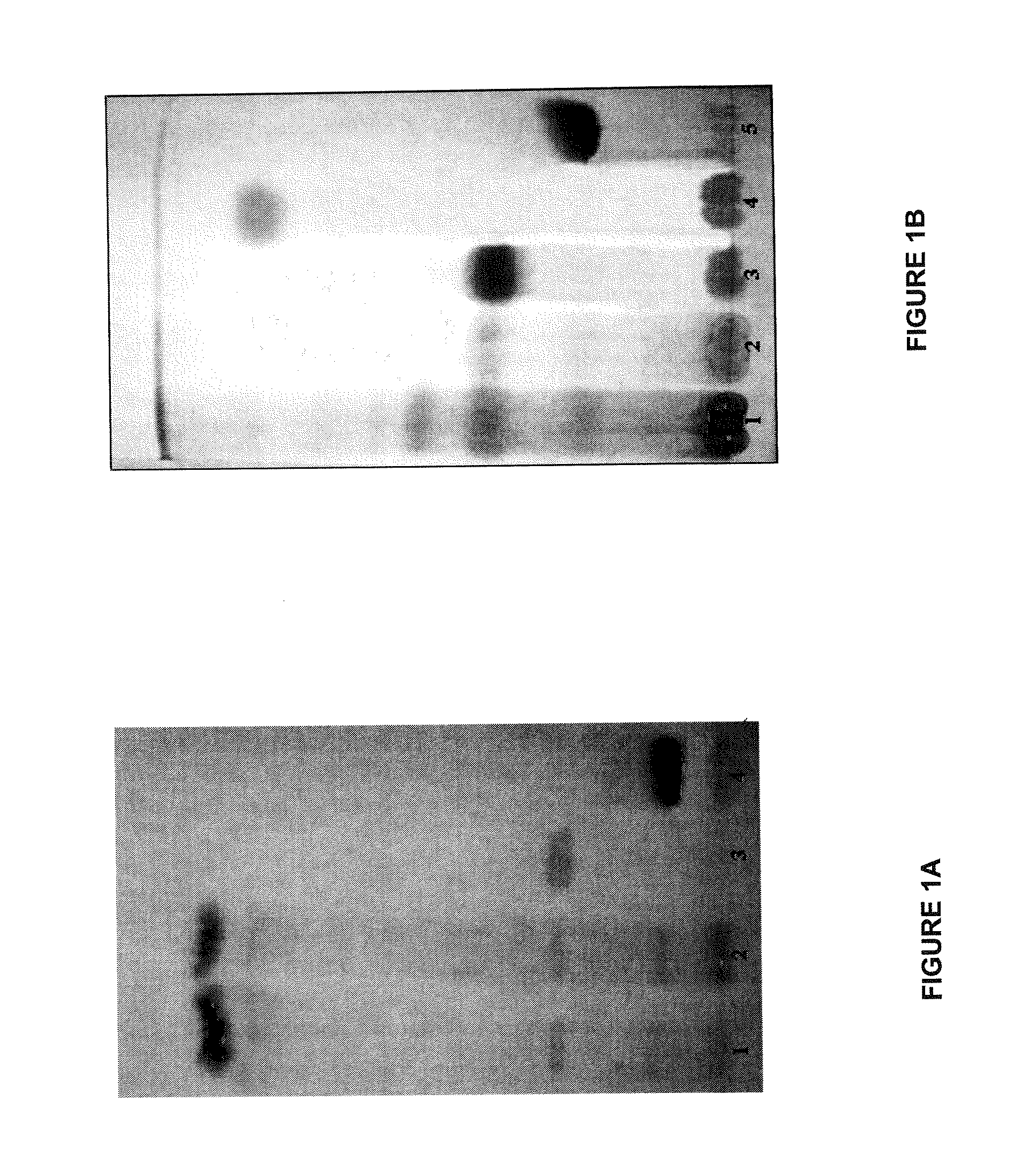 Standardized plant extract, process for obtaining the same and uses thereof