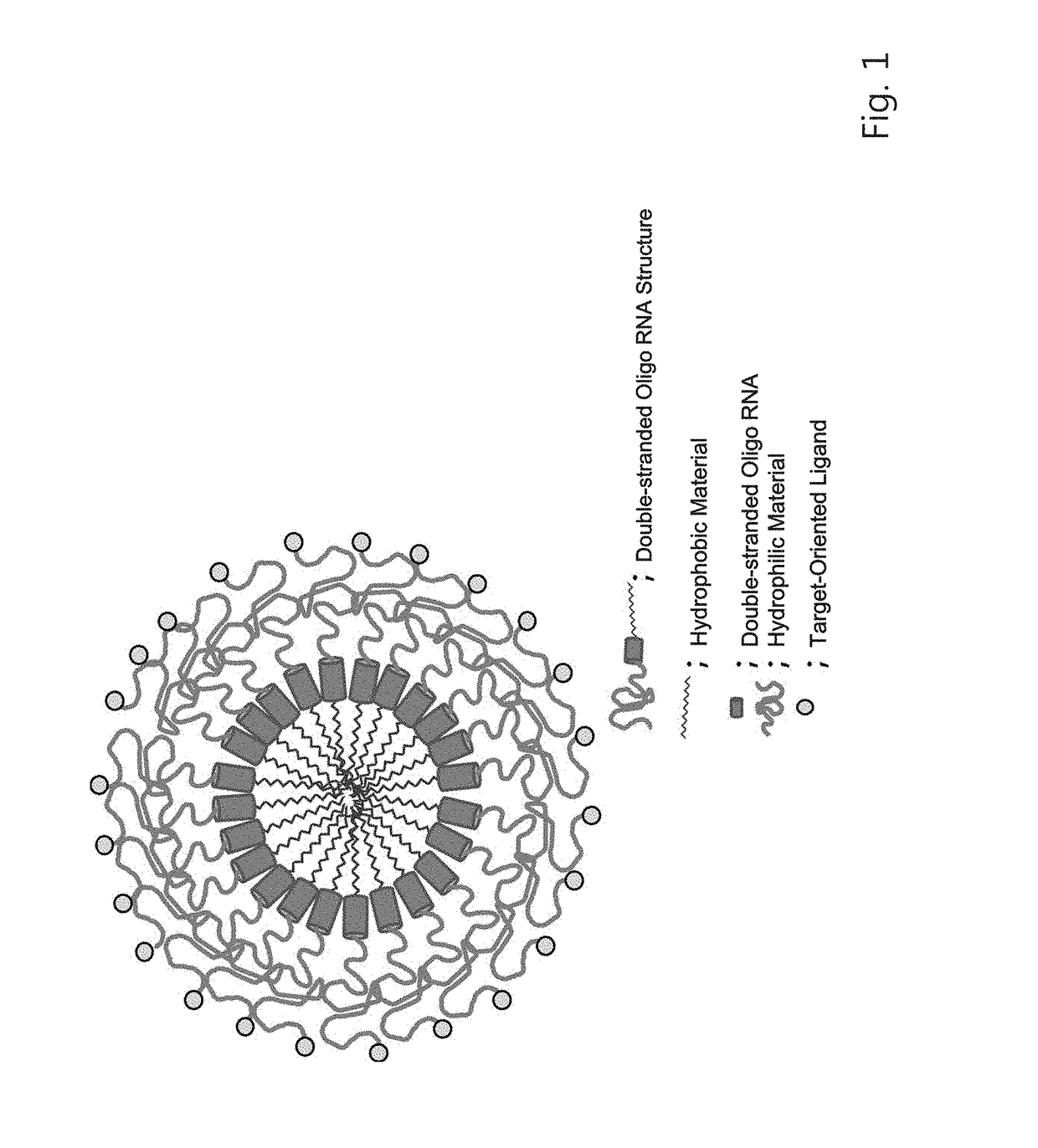 Double-stranded oligo RNA targeted to amphiregulin and pharmaceutical composition comprising same for preventing or treating fibrosis or respiratory diseases