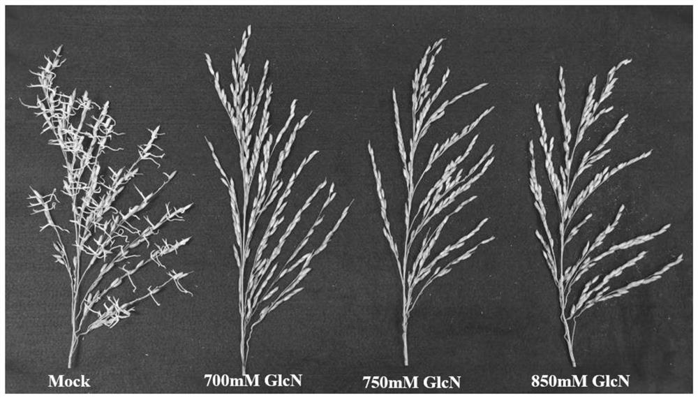 Application of glucosamine as preharvest sprouting inhibitor in inhibition of preharvest sprouting of hybrid rice