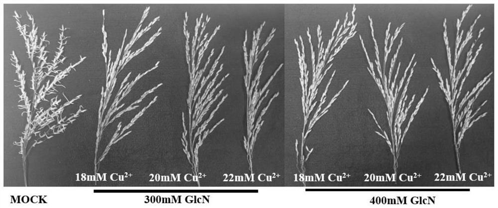 Application of glucosamine as preharvest sprouting inhibitor in inhibition of preharvest sprouting of hybrid rice