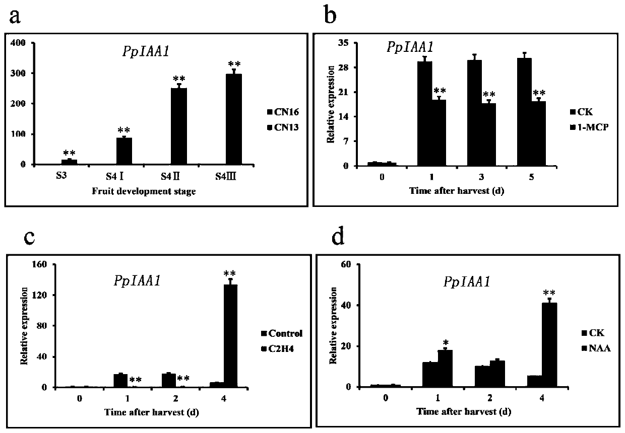 Peach auxin primary response factor PpIAA1 gene and application thereof