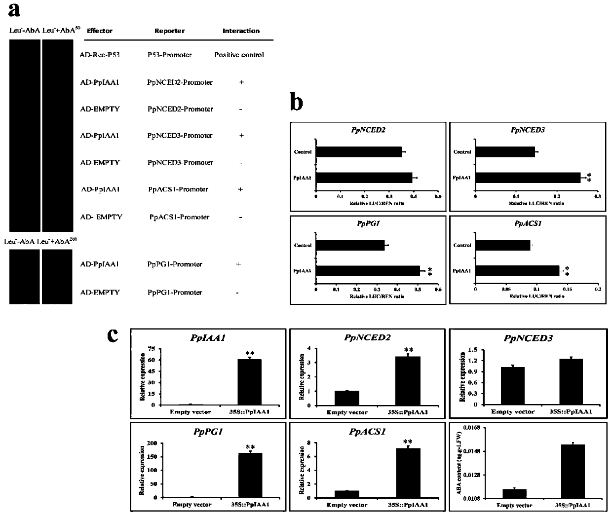 Peach auxin primary response factor PpIAA1 gene and application thereof