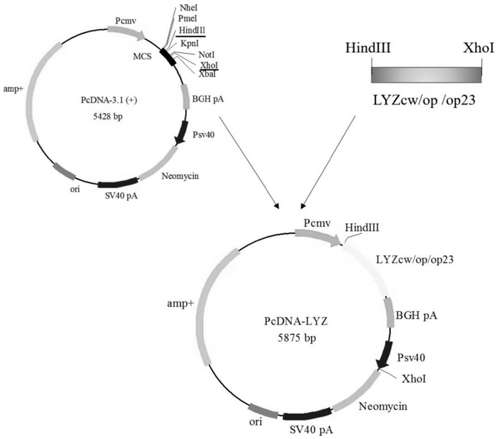 A kind of codon-optimized recombinant human lysozyme gene and its application