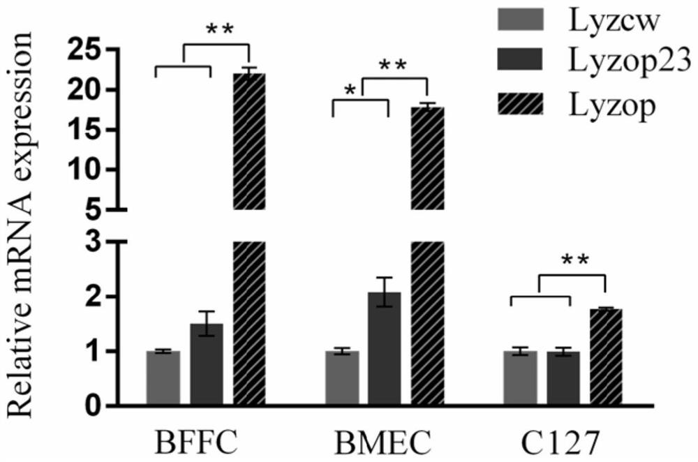 A kind of codon-optimized recombinant human lysozyme gene and its application