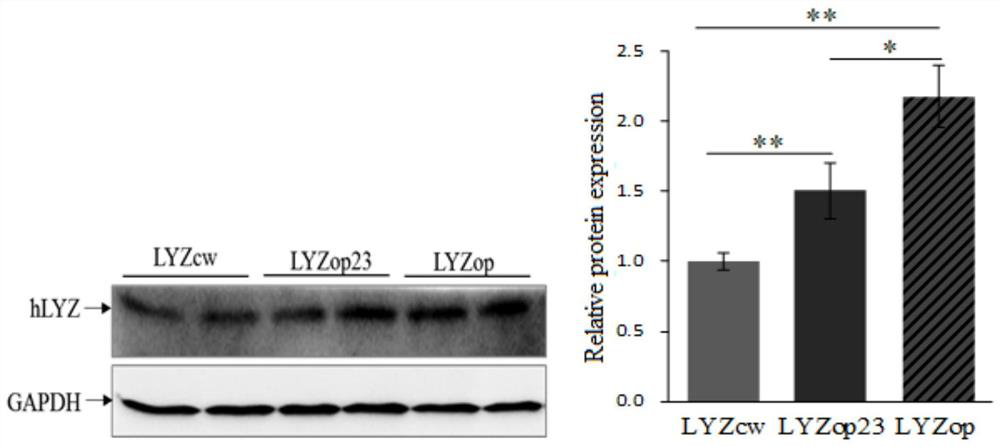 A kind of codon-optimized recombinant human lysozyme gene and its application