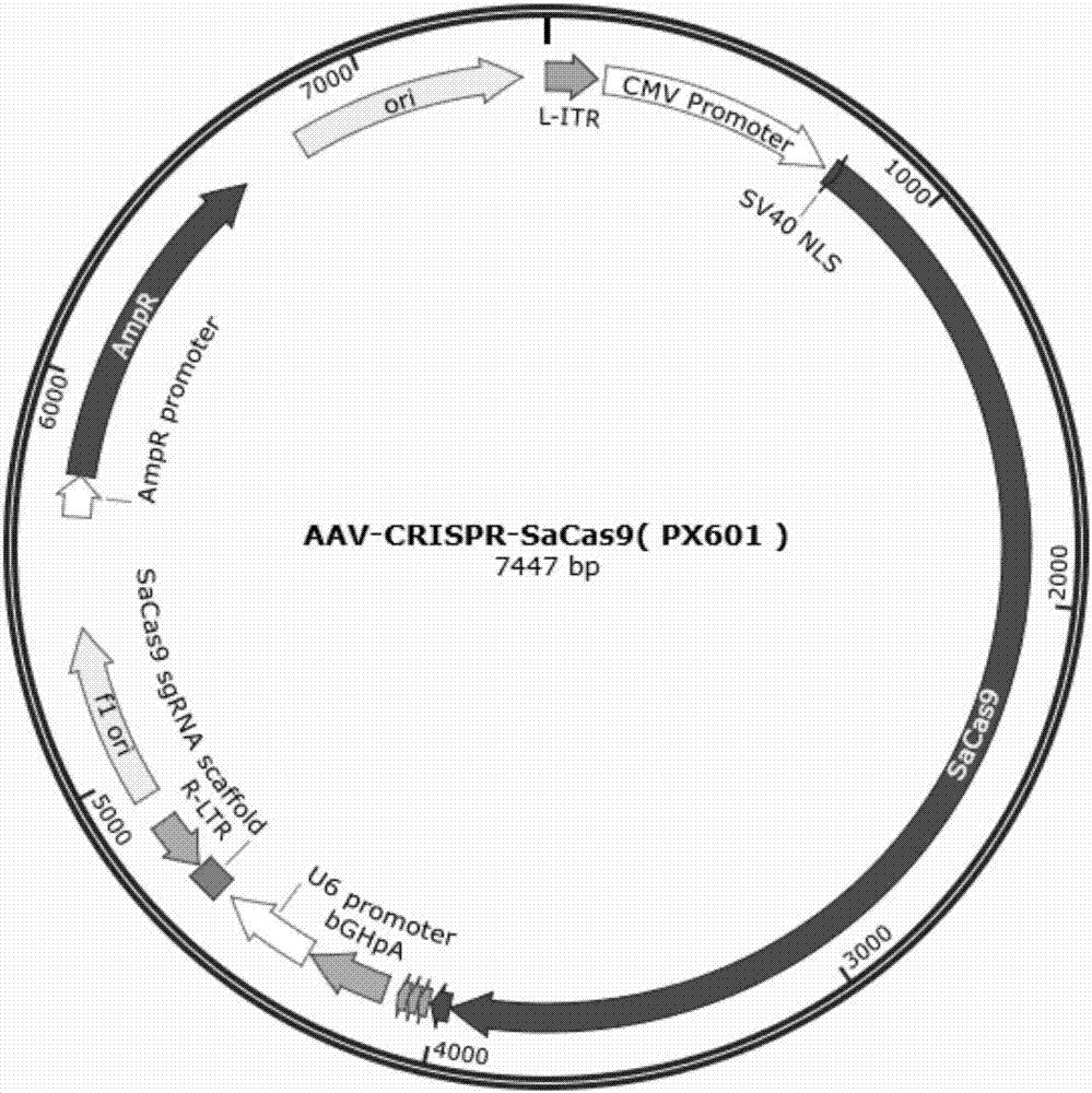 CRISPR/SaCas9 based specific human CXCR4 gene knockout method